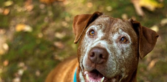 Como afecta el calor a los perros