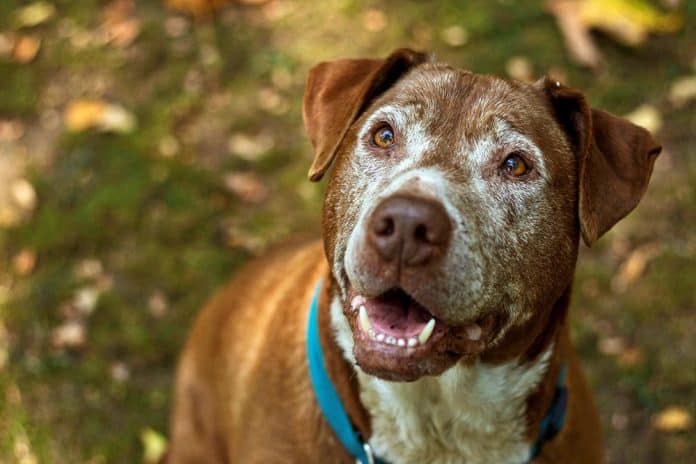 Como afecta el calor a los perros