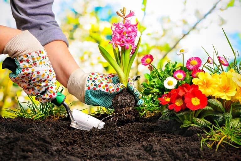 5 claves para el jardín si vas a vivir en Mérida