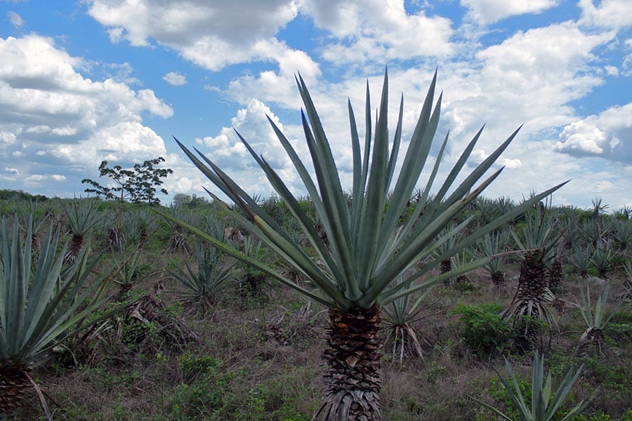 Henequen en Yucatán