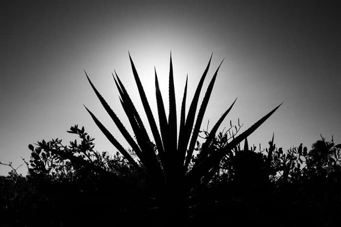 Henequen en Yucatán