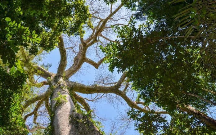 ceiba arbol